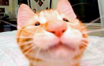 Ultra cat