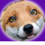 foxy ######
