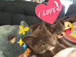 Love. Cat
