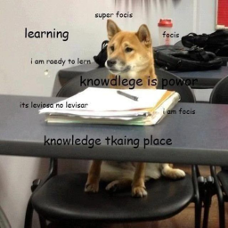 Doge school