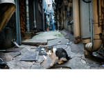- ALLEY CATS -