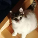 KItTyKat1