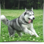 Staffys and husky’s rule the world