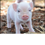 The baby pigs group