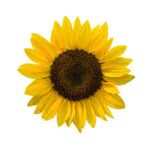 +~* sunflower power *~+