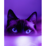 Purple Rocks!