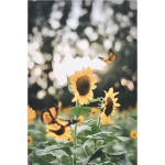 Unique Beautiful Flowers