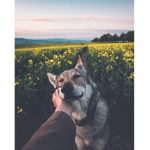 WOLF PEOPLEZ