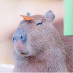 aesthetic capybaras