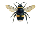 Bee group bees