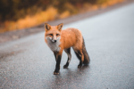 La Team Des Fox