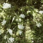 ~!Blooming myths!~