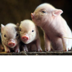 #PIGGYPOWER
