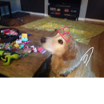 WE LOVE DOGS WE LOVE DOGS WE LOVE DOGS