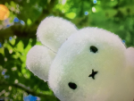 -miffy-