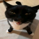 PastaCat Games