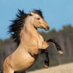 ~ west country star acdamey ~