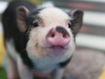 Piggycrafty official group
