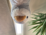 Neighborpiggy