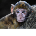 MonkeysNBacon