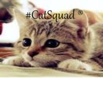 #CATSQUAD for everyone