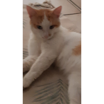 Le groupe des chat humain ou humain