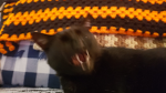 Midnight the cat in a pool