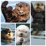 The otter fam!