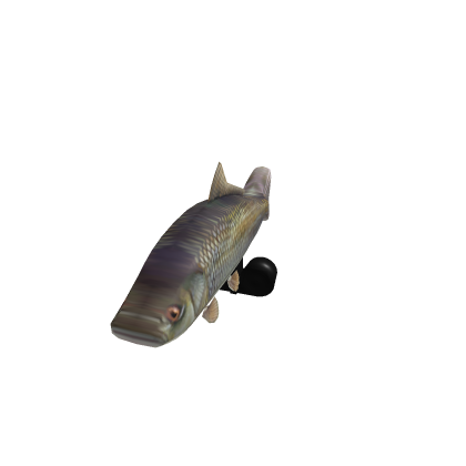 Fish