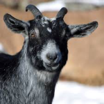 Those Goats.1