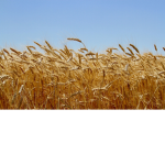 FatWheats