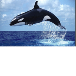 the whales unite