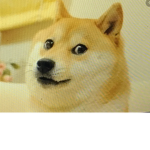 Doge team And the doge master.