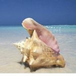 ・The shell shop・