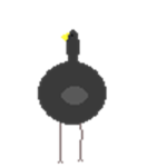 The Emus are awesome