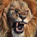 BIG LION!