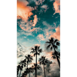 Palms For Life