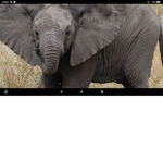 |•|Elephant Squad|•|