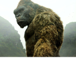 Kong cool group