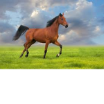 Horse Creation's