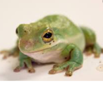Frogs that fly