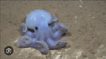 Octopus production