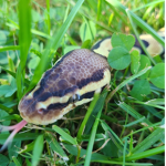 Snake army rise up