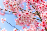 Cheri blossom tree