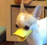 Ducky _Group LOL