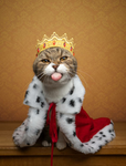 Cats studios+