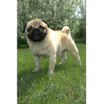 PUG LIFE !