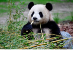 Join if you love PANDA'S