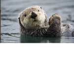Save the pacific ocean
