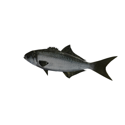 Fish Swimming Sea Ocean Tropical Summer